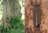 Acaeroplastes melanurus